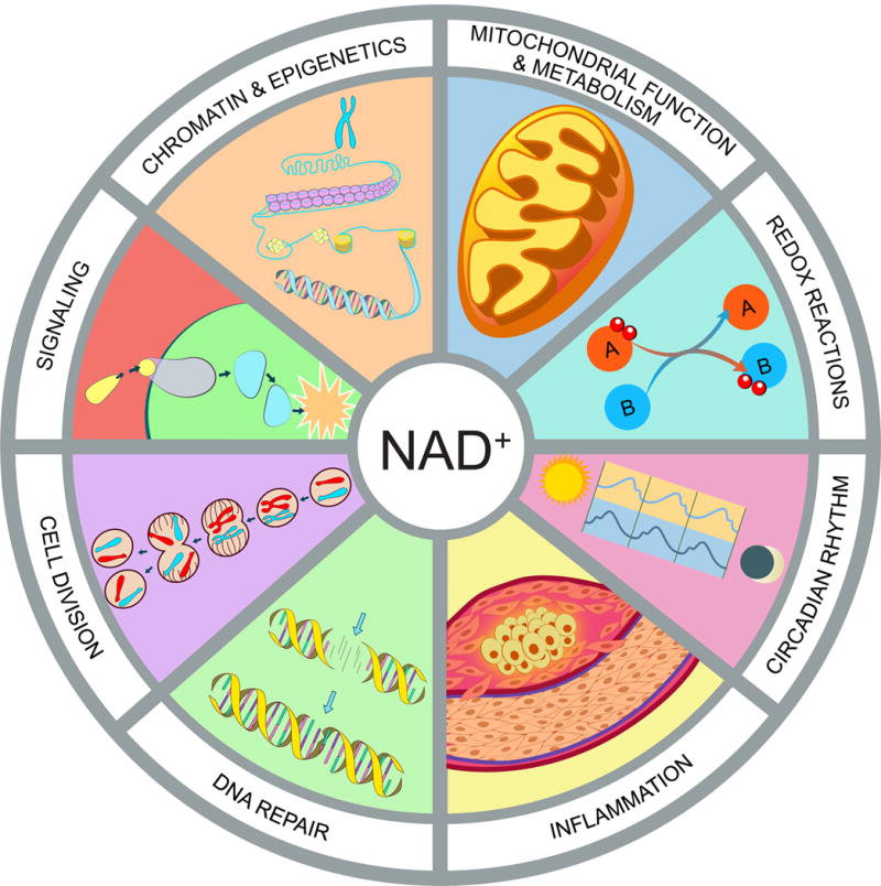 Übersicht der Prozesse im Körper, die NAD+ beeinflusst